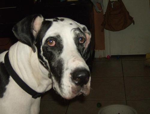 PerdytheDane's profile picture. I'm RockumSockum's older sister.