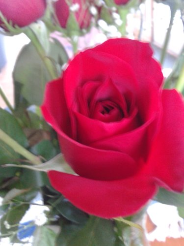 Redsleighford's profile picture. Proud American, Catholic, Trump fan, love one another, we can’t do this alone, don’t let anyone divide (US)