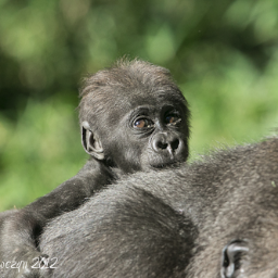 I live at the Zoo with my little brother Apollo. (This page administered by a frequent zoo visitor and not affiliated with any zoo.)