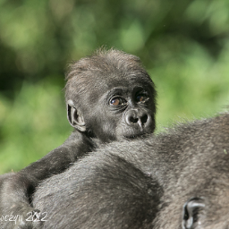 I live at the Zoo with my little brother Apollo.                     (This page administered by a  frequent zoo visitor and not affiliated with any zoo.)