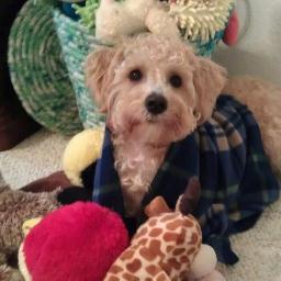 Hi. Franklin Schnoodle here.  Love treats, stealing my moms shoes, treats, and did I say treats?  Follow my shenanigans, always have something to say....