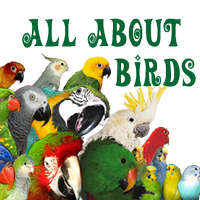 All About Birds (@allaboutbirds) 's Twitter Profile