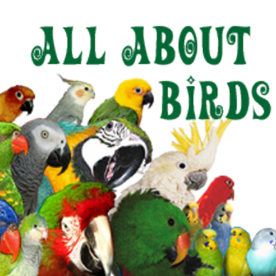Resultado de imagen de ALL ABOUT BIRDS