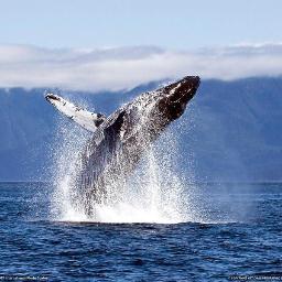 ambhong's profile picture. 