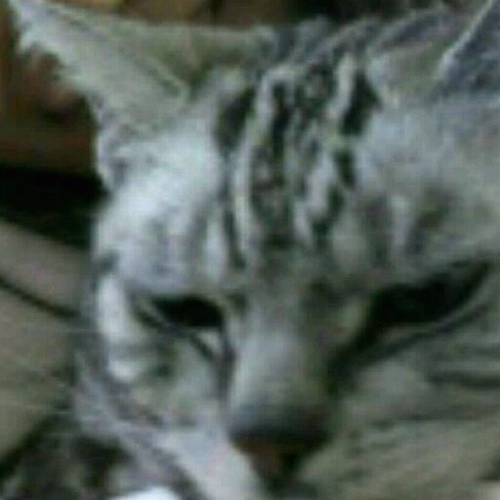 aki1122aki's profile picture. ファミスタ回胴版ドラフト外入団テスト中

好きっぽい→Berryz工房だった人達/スマイレージだった人達