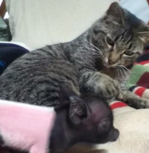 MariaRiisC's profile picture. 