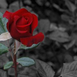 aosm2's profile picture. 