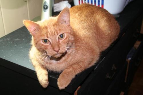 FelinezGalore's profile picture. We are the 8 catsibs of Rockum Sockum. But we Rule