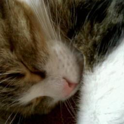 sodaetnous's profile picture. aide soignante pas trop marrante mais qui aime se marrer/team rouquine/Milo c'est mon chat, j'en ai deux autres, et un chien aussi.

insta : babalexandra