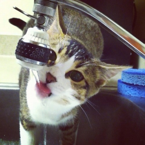 princess_ozone's profile picture. 