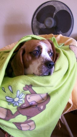 Hallo ich bin Scotty der Beagle und will Euch an meinem Hundeleben teilhaben lassen