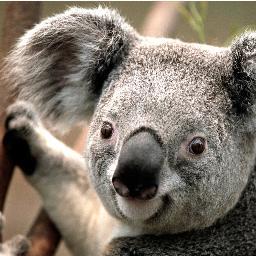 inexbackpacker's profile picture. I am The Inexperienced Backpacker I have just been travelling for 12 months and now doing my rural work in Oz. I blog about my adventures http://t.co/QbRwyCggh2