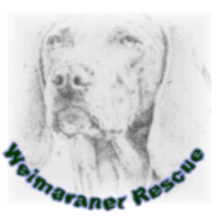 IWRRS charity dedicated to the rescue & re-homing of Weimaraners in need of forever homes. Whatever their needs, our aim is that the new home will be the last.