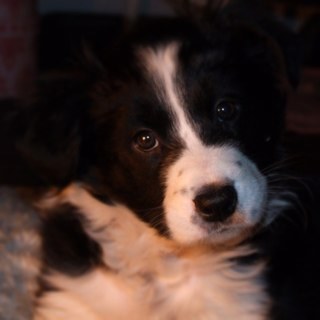 PawBobbins's profile picture. I live with @Shellibobbins @TheMrBobbins @MiniBobbins @Babybobbins AKA noah #HugsForNoah all being made into Ragdolls 2010