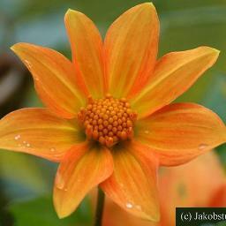 VerdeePaesaggio's profile picture. Il Verde, l'Agricoltura e l'Architettura in Rete