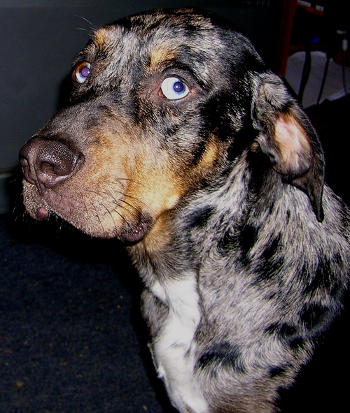 Catahoula3's profile picture. Started off as a CADD Draftsman (A.S.) followed by Electrician (A.S.). Next I drove a big rig all over the U.S., & finally earned a B.S.B.A..