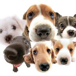 Amo cachorrinhos. cuide do seu. Eu Ti Amo cachorrinhos.
