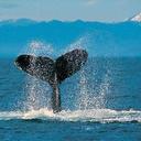 Sharon Beamon - @sbeamon63 - Twitter