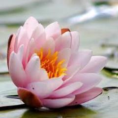 Senior Loan officer in the mortgage industry helping others realize the dream of homeownership. Passionate about Health and fitness- certified Yoga instructor🦋