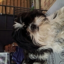 suzanne bosch - @suzannevanluijn - Twitter