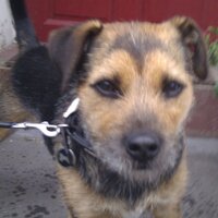 Rupert Hunting (@rupstwit) 's Twitter Profile