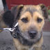 Rupert Hunting (@rupstwit) Twitter profile photo