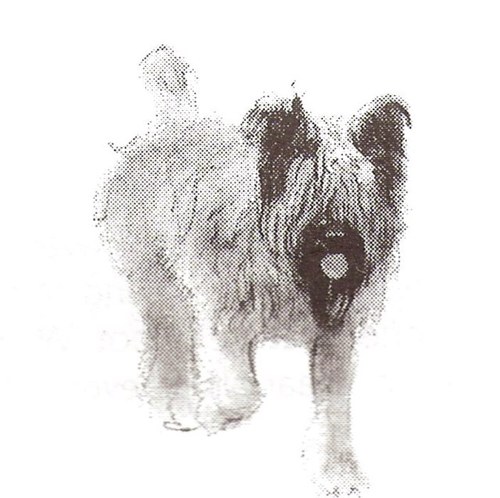 briardfans's profile picture. 