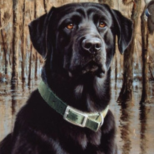 Raptor4200Harry's profile picture. 