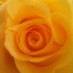 Dstas7 (@denaanastasio) Twitter profile photo