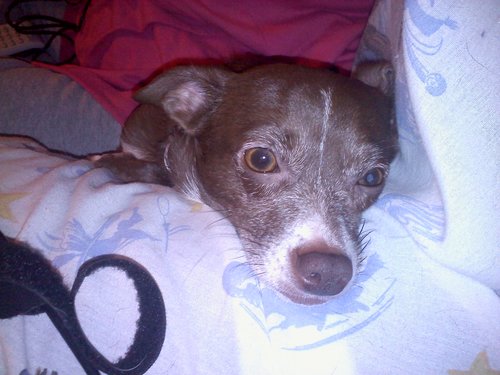 Wez iz Shadows Fur Shacks Rescued Critters sabed byes our furmomie Shanda Puffinbarger. WOOFS!!