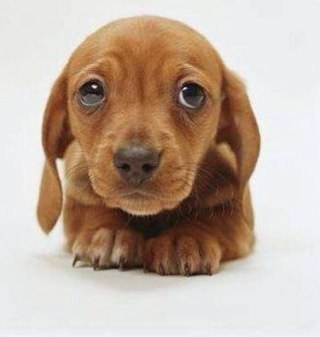 GracieUziB's profile picture. 