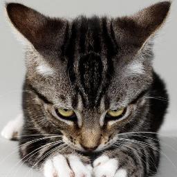 findthepatternz's profile picture. Retired but Librarian for life. LITA President (2012-2013). All opinions and snarks are mine and mine alone.