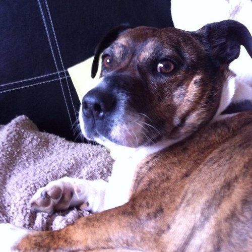 Woof! Haha lolz tuphis twitter account is shared withnme Lucy Perry Evans and my dog Maximus Evans