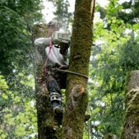 Cedar Falls Tree Srv (@cedarfallstree) 's Twitter Profile