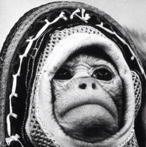 Capitandequeso's profile picture. 