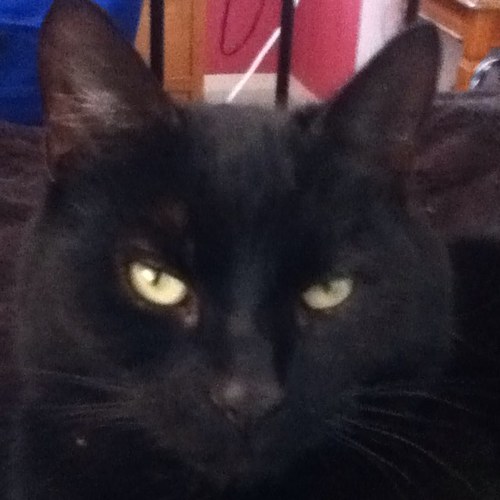 stevenskirkwood's profile picture. Please follow me, I always follow back, Follow @meganlawson99 if you follow me.
#TeamFollowBack