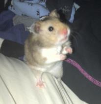 I care about all living creatures, especially my lovely hamster Squiggles...