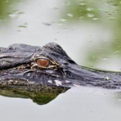 SwampDruid's profile picture. Druid, ADF Priest, Rev. Toad, Senior Druid of Nine Waves Grove. Follow @justanna for everything not related to druidry. she/her.