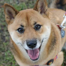TVRRandolph's profile picture. I'm the most loved dog in all the world. I have two Shiba sisters that are super silly. My mom's helps run Shiba Inu Rescue of FL. I love eveyone I meet!