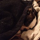 Amanda Thibeault - @meekgan_2011 - Twitter