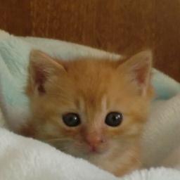 __hikari's profile picture. らーめんなごみやの2こってりが好き