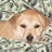 Cash Money Puppy