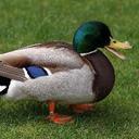 Walter Aleman - @patoalemanperla - Twitter