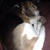 🟧🇺🇦🇺🇸Patrizio Woke AF Beagle Dad 🌊