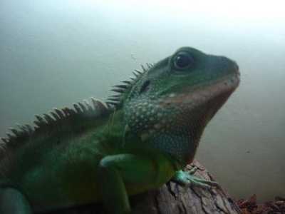 I have been in REPTILES BUSINESS for 20 years.If you are interested in Viet Nam Reptiles,please let me know.I'll offer you at best quote of Exotic Reptiles