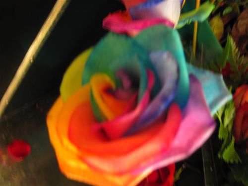 Full Service Florist Proudly Committed to Serving God and His Community in the Youngstown, Ohio area. Shop Small, Shop Local in your Communities