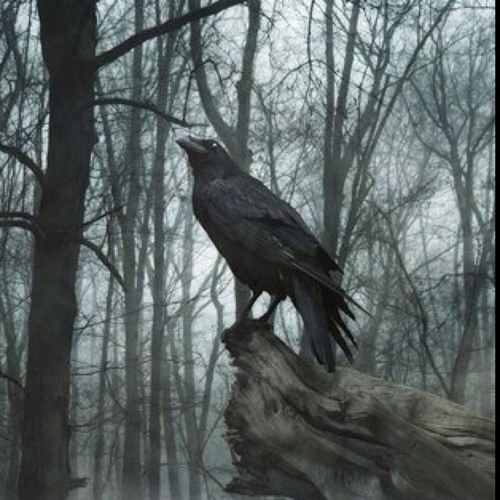 bruderhund's profile picture. 