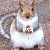 Jamil Geor (@jamilgeor) 's Twitter Profile