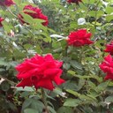 nancy claire mitra - @vehnenehon1320 - Twitter