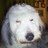 caronewsted's profile image